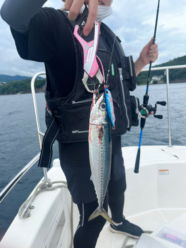 サバの釣果