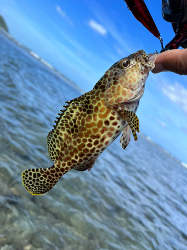 イシミーバイの釣果