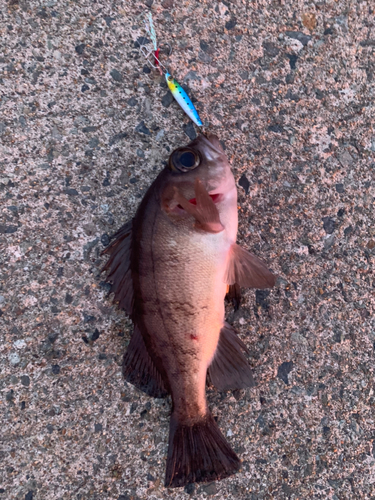 シロメバルの釣果