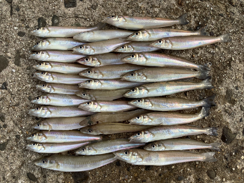 キスの釣果