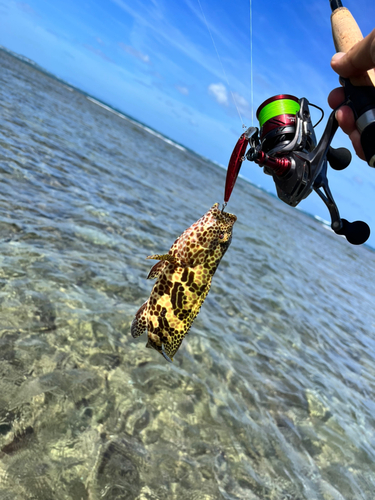 イシミーバイの釣果