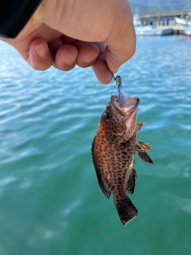 オオモンハタの釣果