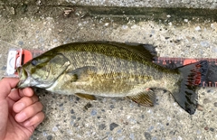 スモールマウスバスの釣果