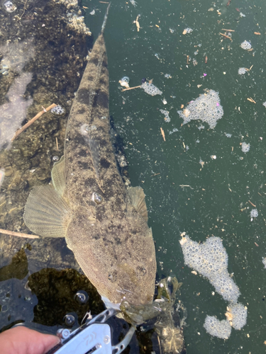 マゴチの釣果