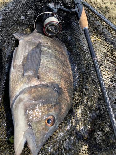 チヌの釣果