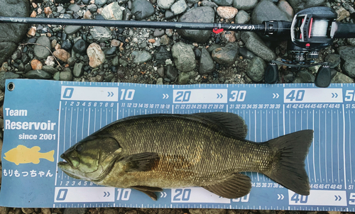 スモールマウスバスの釣果