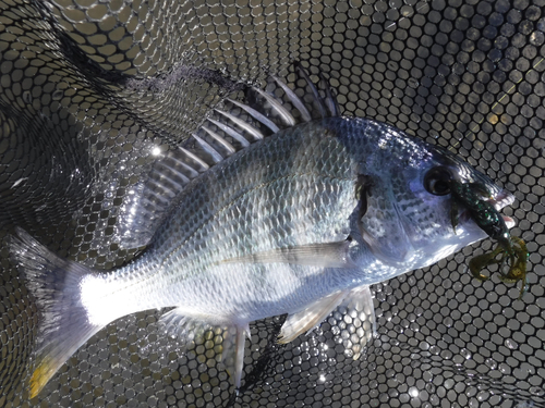 キビレの釣果