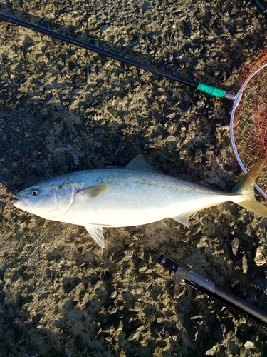 ブリの釣果