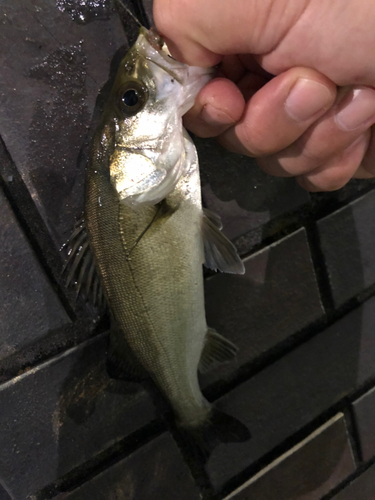 セイゴ（マルスズキ）の釣果