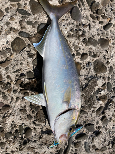 カツオの釣果