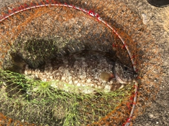 アイゴの釣果