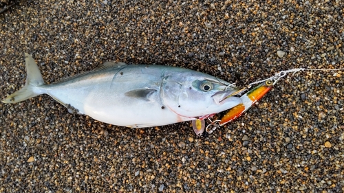 ワカシの釣果