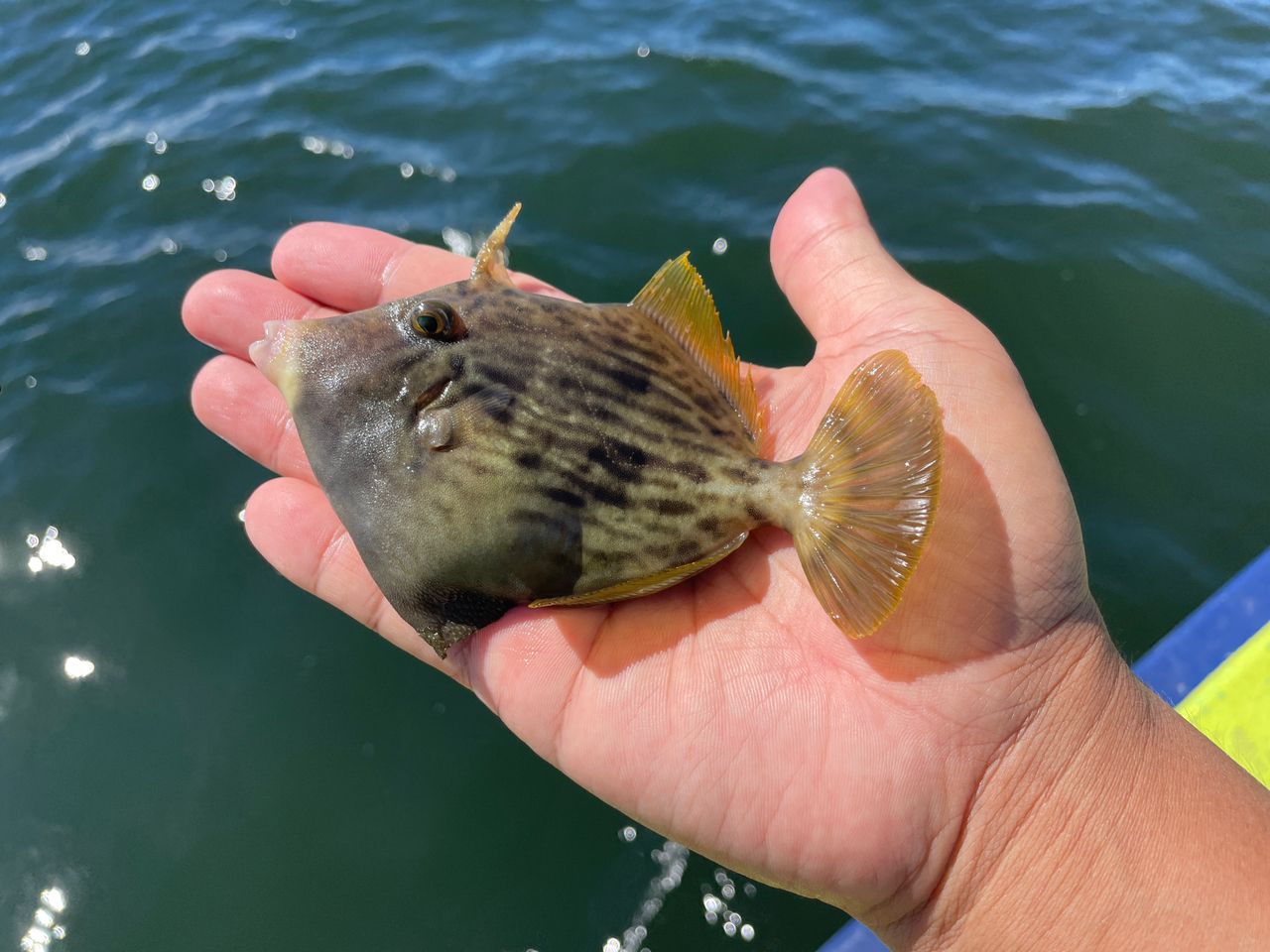 カワハギ
