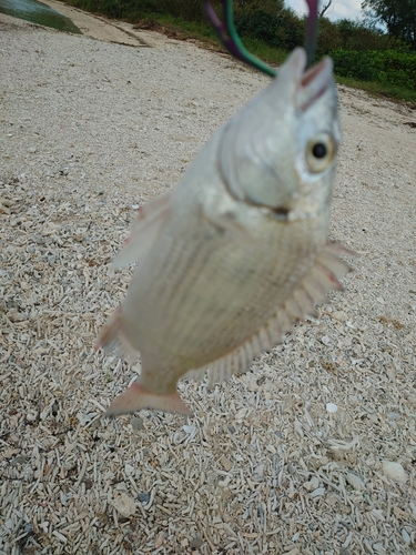 ミナミクロダイの釣果