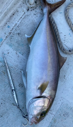 カンパチの釣果