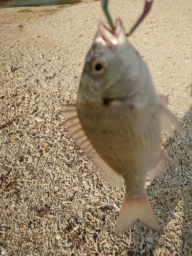 ミナミクロダイの釣果