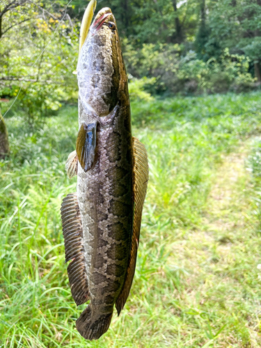 カムルチーの釣果