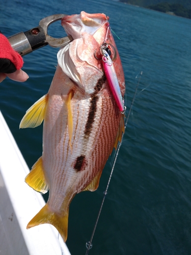 ヨコスジフエダイの釣果