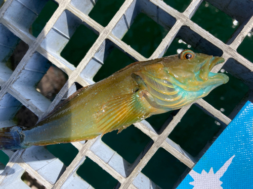 アナハゼの釣果