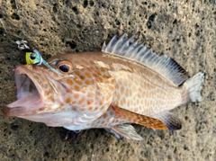 オオモンハタの釣果