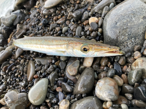 カマスの釣果