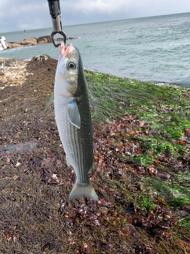 ボラの釣果