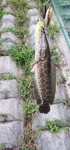 カムルチーの釣果