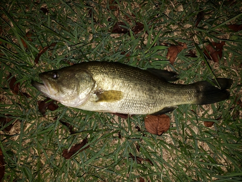 ラージマウスバスの釣果