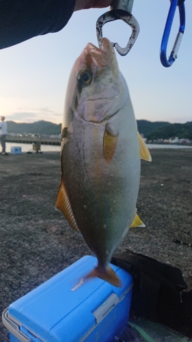 シオの釣果