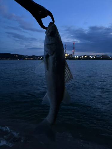 スズキの釣果