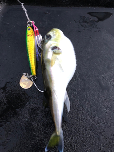 シロサバフグの釣果