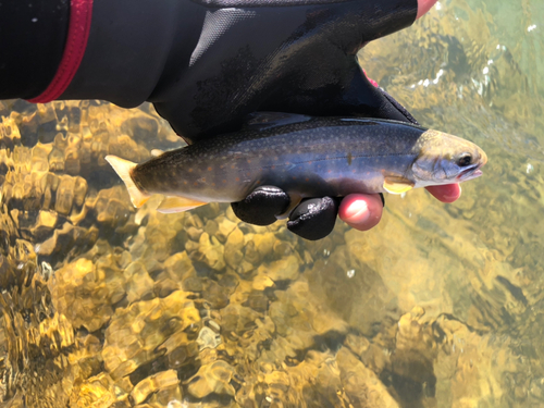 オショロコマの釣果