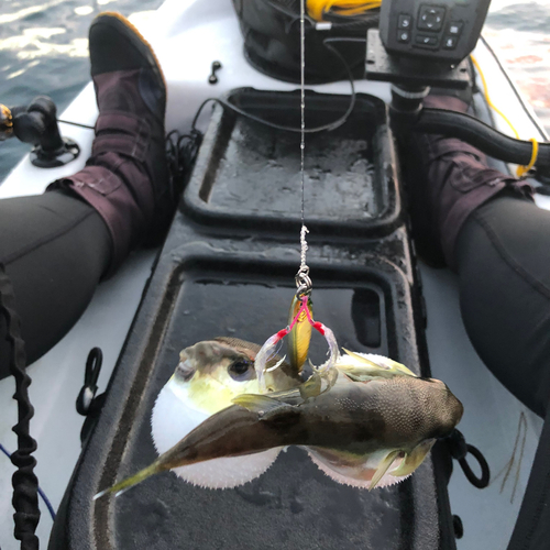 シロサバフグの釣果