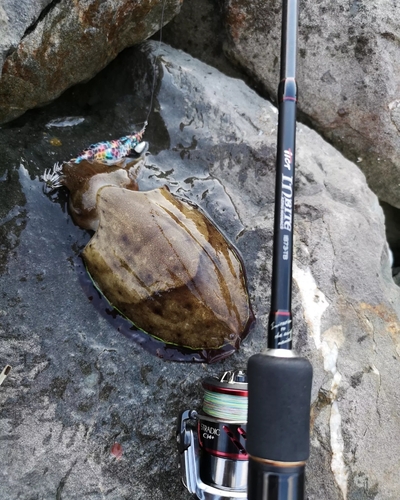 コウイカの釣果