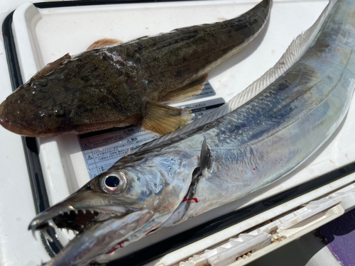 タチウオの釣果