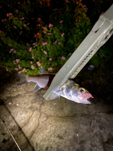 セイゴ（マルスズキ）の釣果