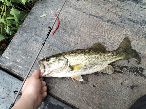 ブラックバスの釣果