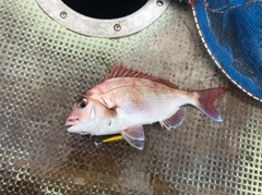 マダイの釣果