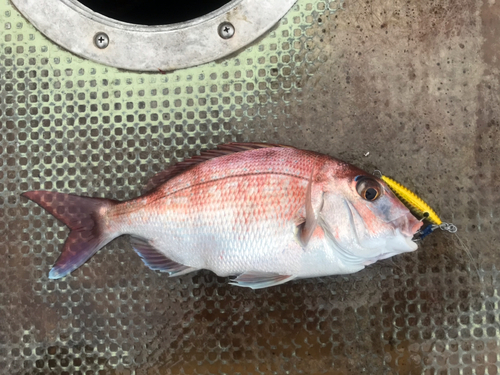 マダイの釣果