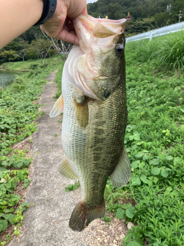 ブラックバスの釣果