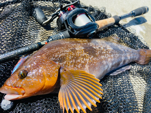 アイナメの釣果