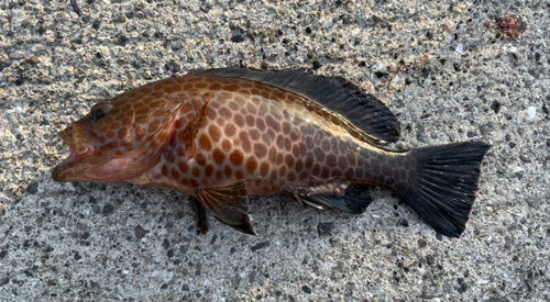 オオモンハタの釣果