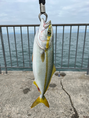 ハマチの釣果