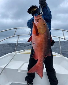 バラフエダイの釣果