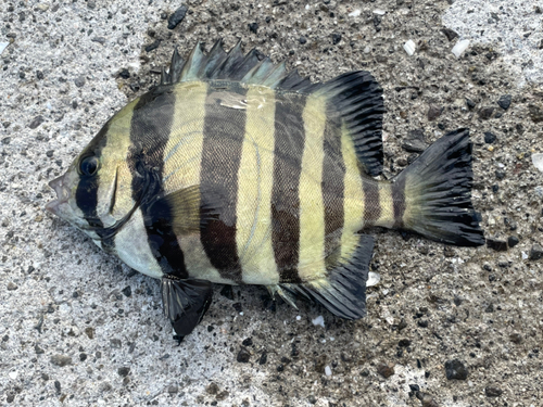 サンバソウの釣果