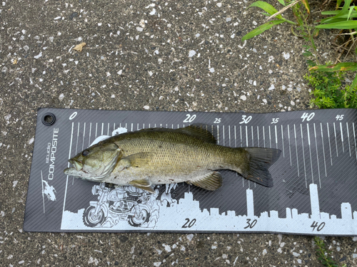 スモールマウスバスの釣果