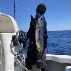 カツオの釣果