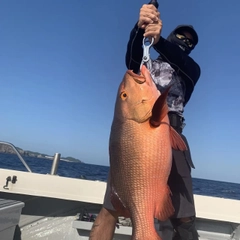 アオチビキの釣果