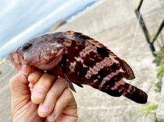 アコウの釣果