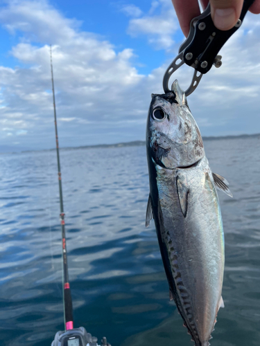 マルソウダの釣果